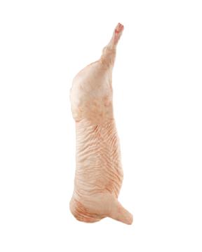 carcasa porc oparit