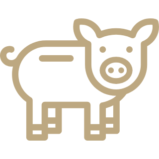 pig